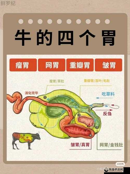 牛百叶是牛的什么部位：深入探究其在牛体内的位置及特点